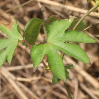 Ipomoea mauritiana Jacq.